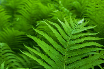 Beautyful ferns leaves green foliage natural floral fern background in sunlight.