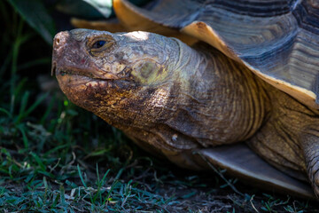 Turtle, head in focus