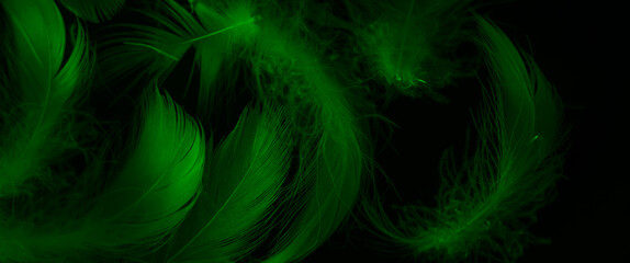 green duck feathers on a black isolated background