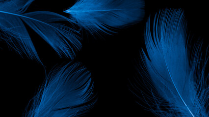 blue duck feathers on a black isolated background