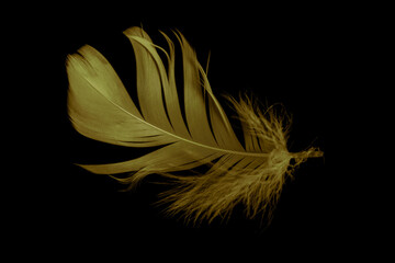 gold feather goose on a black isolated background