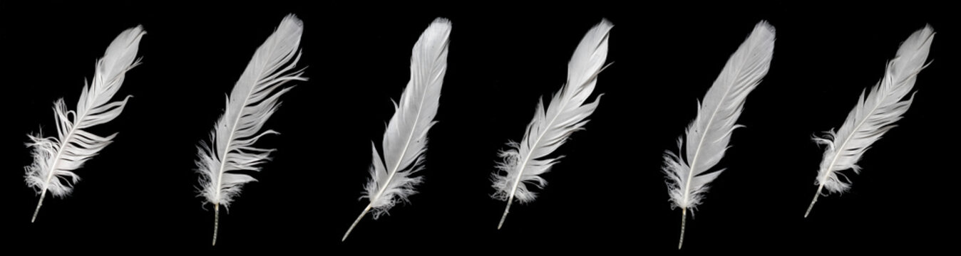 Premium AI Image  A black feather with white feathers is laying on a white  surface.