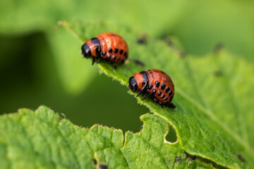 Colorado potato beetle and red larva crawling and eating potato leaves.