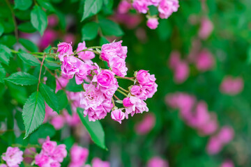 Delicate peach roses in a full bloom in the garden. Close-up photo. Dark green background.