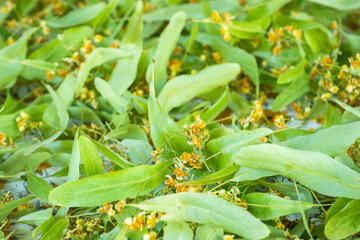 Linden herbal tea with dried herb nearby closeup, alternative medicine, macro shotting.