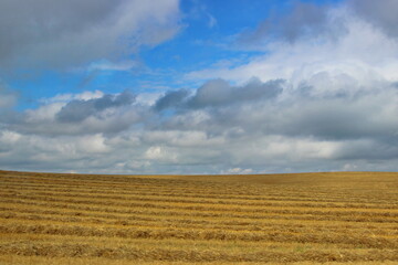 Obraz premium wheat field under sky