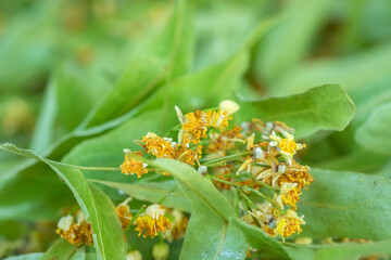 Linden herbal tea with dried herb nearby closeup, alternative medicine, macro shotting.