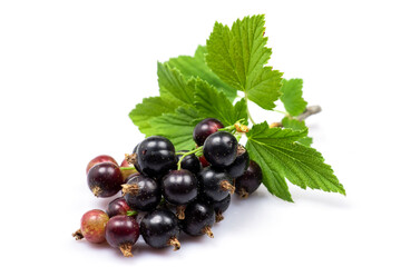 Black currant with leaves on white bacground