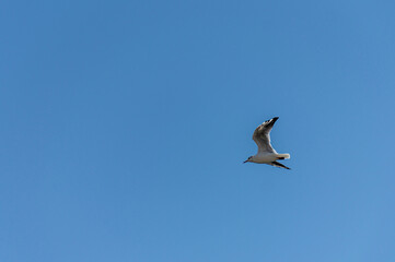 Seagull flying in the sky