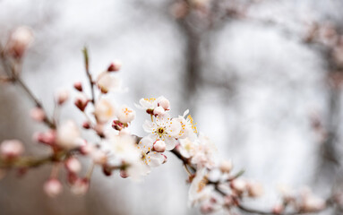 Cherry blossoms. Dense flower buds and the first blossoms of a cherry tree on a blurred background. Spring in the world of plants.