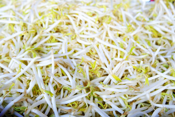 Close Up of White Bean Sprout texture, Clean raw sprouted mung beans background read for cooking, Plant-based sources of protein and digestive health benefits, Raw Chinese bean sprout background.