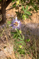Sprig of Passiflora caerulea on natural light brown background Blue passion flower or passion flower. Israel. Neighborhood of Latrun.