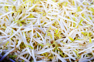 Close Up of White Bean Sprout texture, Clean raw sprouted mung beans background read for cooking, Plant-based sources of protein and digestive health benefits, Raw Chinese bean sprout background.