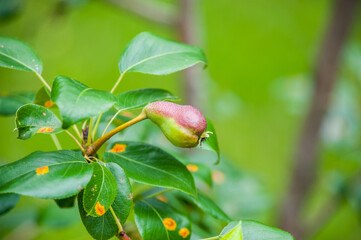 A multi colored pear grows on a tree
