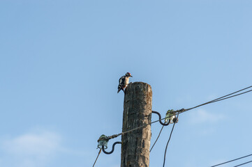 A woodpecker bird is sitting on a pole with wires