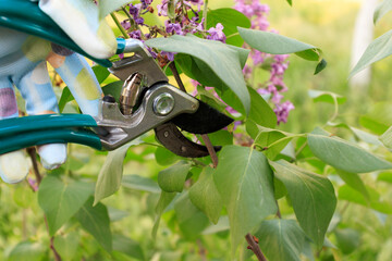 Process of pruning lilacs after flowering. garden scissors