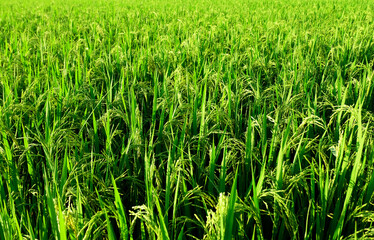 Landscape unripe green paddy field, Rice Field. Close Up of yellow paddy rice field with green leaf and Sunlight in the morning time, Rice field and sky background pattern texture, landscape nature.