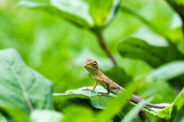 Selective focus of a Ground Agama Lizard in the garden