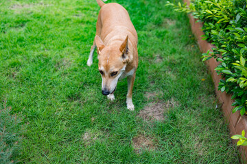 Happy and active purebred Welsh Thai dog outdoors in the grass.