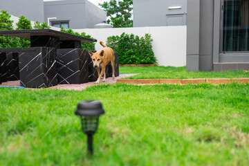 Happy and active purebred Welsh Thai dog outdoors in the grass.