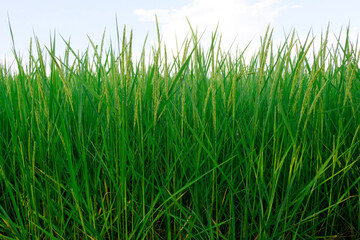 Close up the unripe green paddy field in organic rice fields. yellow paddy rice field with green leaf and Sunlight in the morning time, Rice field and sky background pattern texture, landscape nature
