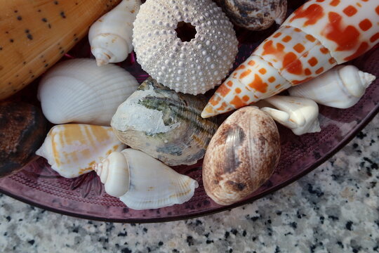 Muscheln im Urlaub gesammelt