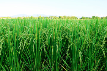 Landscape unripe green paddy field, Rice Field. Close Up of yellow paddy rice field with green leaf and Sunlight in the morning time, Rice field and sky background pattern texture, landscape nature.