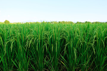 Fototapeta premium Landscape unripe green paddy field, Rice Field. Close Up of yellow paddy rice field with green leaf and Sunlight in the morning time, Rice field and sky background pattern texture, landscape nature.