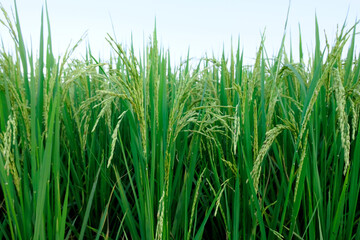 Landscape unripe green paddy field, Rice Field. Close Up of yellow paddy rice field with green leaf and Sunlight in the morning time, Rice field and sky background pattern texture, landscape nature.
