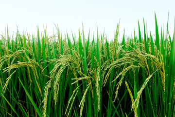 Landscape yellow paddy field wait for harvest, Rice Field. Close Up of yellow paddy rice field with green leaf and Sunlight in the morning time, Rice field and sky background pattern texture, Nature
