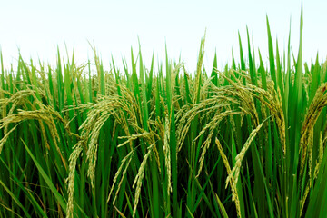 Landscape yellow paddy field wait for harvest, Rice Field. Close Up of yellow paddy rice field with green leaf and Sunlight in the morning time, Rice field and sky background pattern texture, Nature