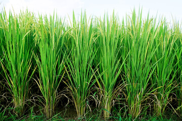 Landscape yellow paddy field wait for harvest, Rice Field. Close Up of yellow paddy rice field with green leaf and Sunlight in the morning time, Rice field and sky background pattern texture, Nature