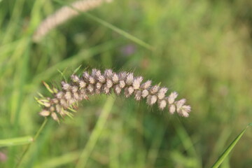 Pennisetum pedicellatum, also known as desho grass or desho grass, is a grass native to Ethiopia from the angiosperm monocot plant family Poaceae
