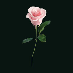 Beautiful single pink rose isolated on Dark background