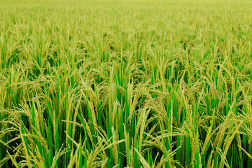 Close up unripe green paddy field, Rice Field. Close Up of yellow paddy rice field with green leaf and Sunlight in the morning time, Rice field and sky background pattern texture, landscape nature.