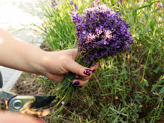 A bouquet of lavender after cutting in the hands of a gardener. The concept of pruning lavender bushes after flowering