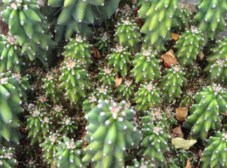 Cute Green spike cactus houseplant. Selective focus close-up top-view shot on Golden barrel cactus....