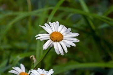 Fototapeta premium White chamomile grows on the lawn