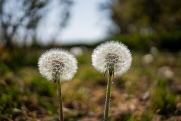 Dandelions blooming in the summer