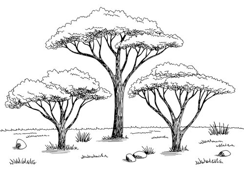 Acacia tree grove graphic black white landscape sketch illustration vector 