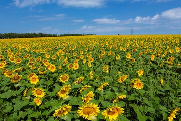 Panorama Landscape Of Sunflower fields And blue Sky clouds Background.