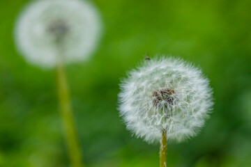 Dandelions blooming in the summer