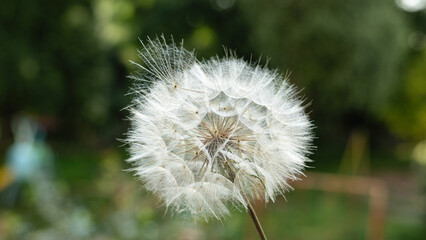Fototapeta premium Large dandelion flower with seeds on a green background in defocus, wallpaper, screensaver, close-up