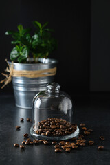 coffee beans under a glass dome on the background of a coffee tree in a pot