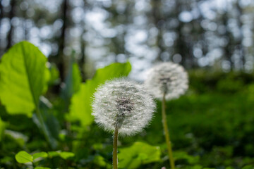 Dandelions blooming in the summer