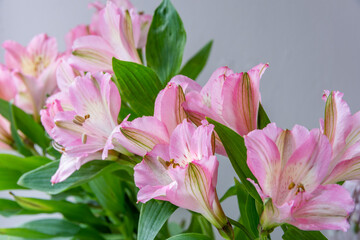 Fototapeta na wymiar A bouquet of Pink Alstroemeria flowers