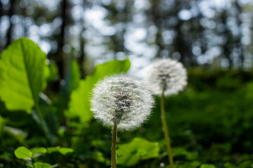 Dandelions blooming in the summer