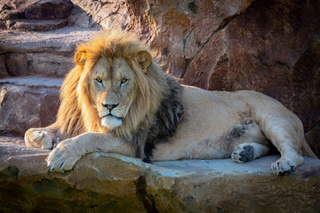 Lion close-up in the wild habitat.