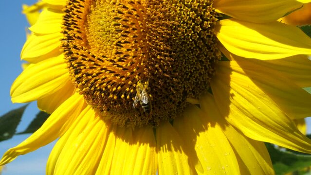 Bee collects nectar and pollen from sunflower flowers. 
The difficulty in photographing bees is that most often insects are in motion.