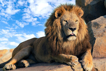 Lion close-up in the wild habitat.